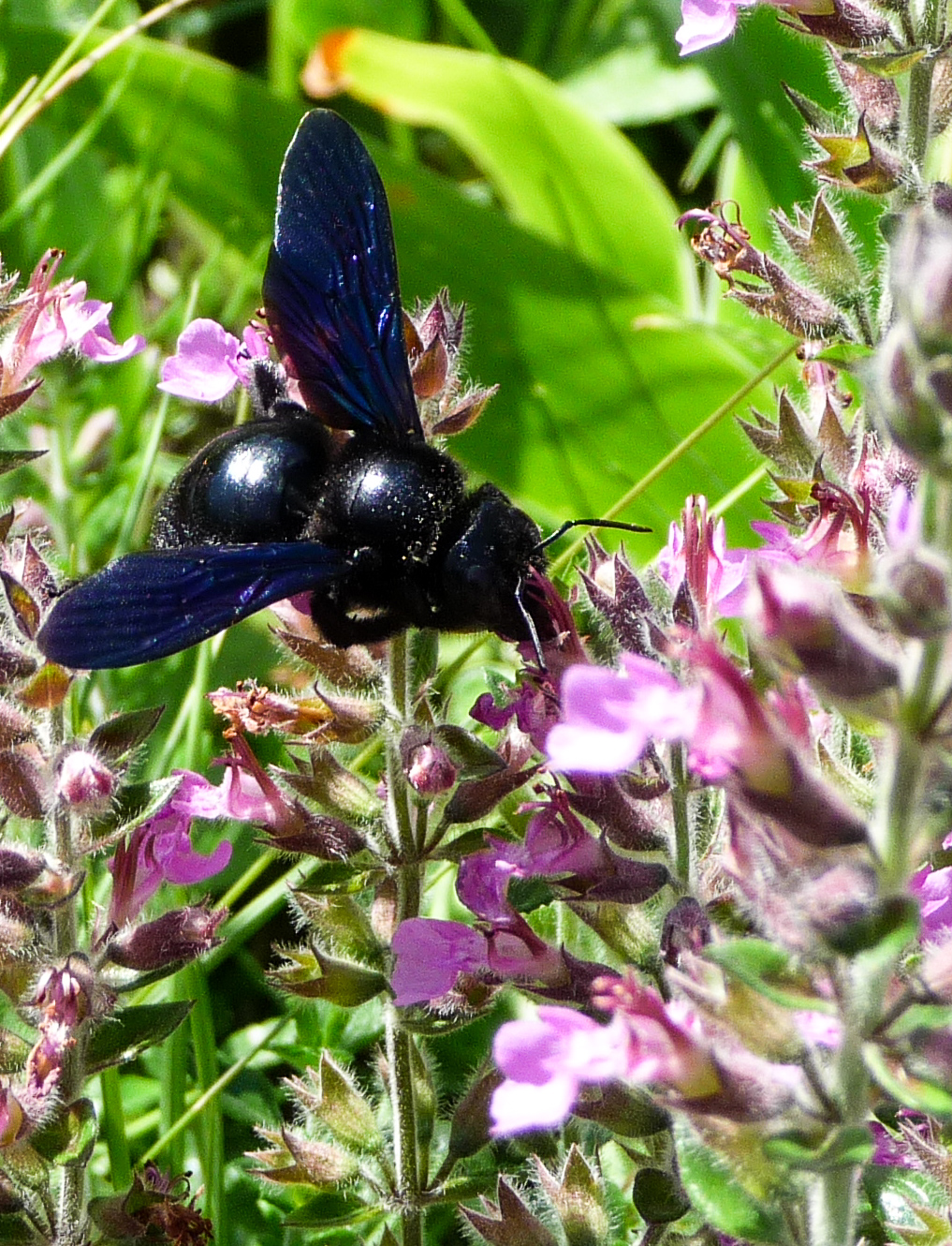 Würzburg Landesgartenschau – Blaue Holzbiene