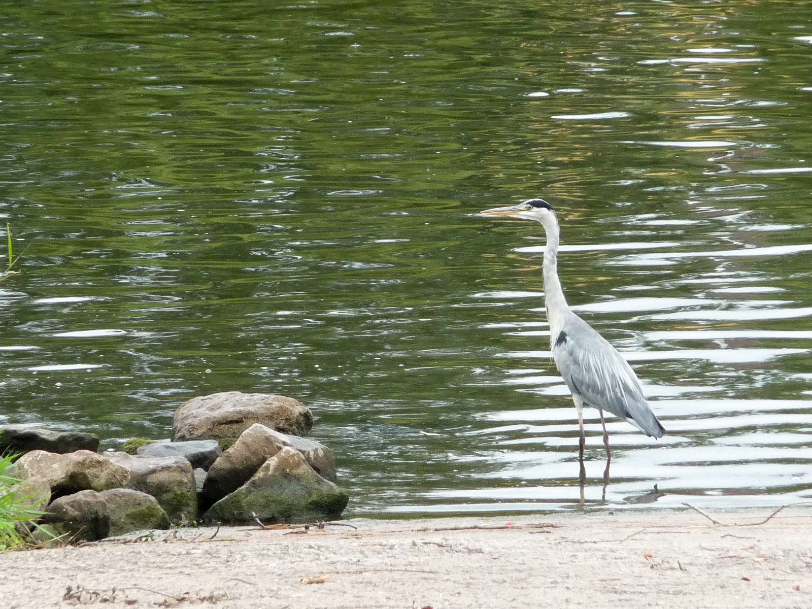 Reiher in Großheubach