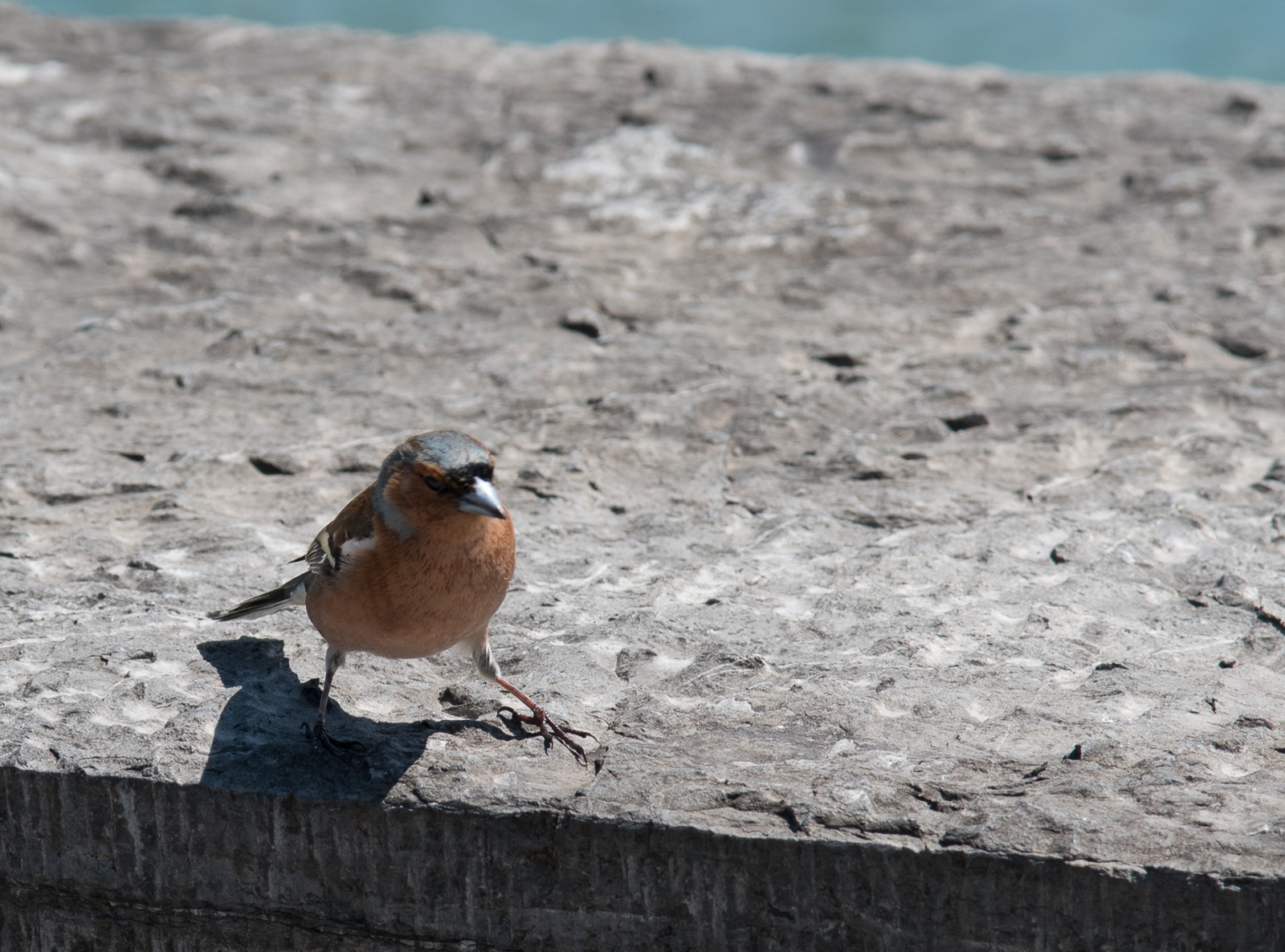 Piepmatz am Thuner See