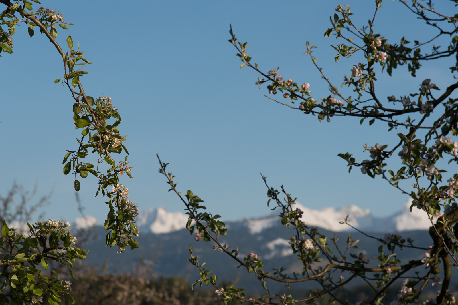 Frühling