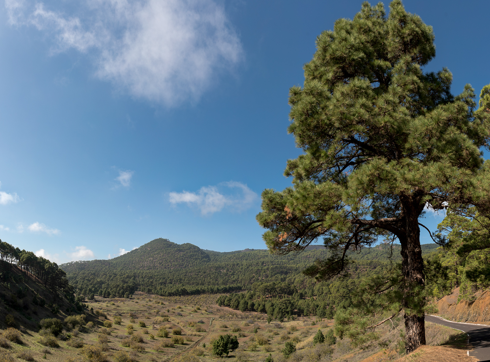 Hoya del Gallego, Mercader