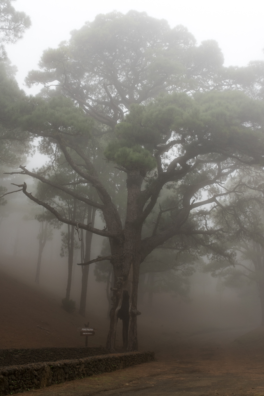 Im Nebel am Mercader