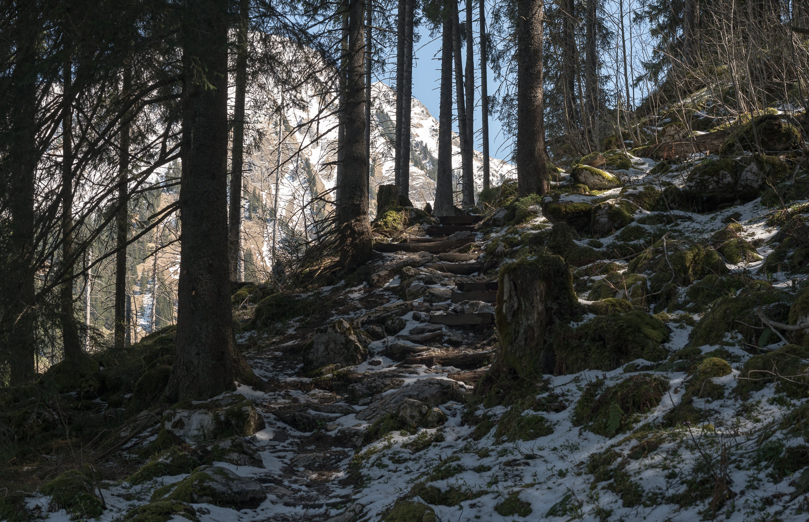 Durch den Wald hinauf