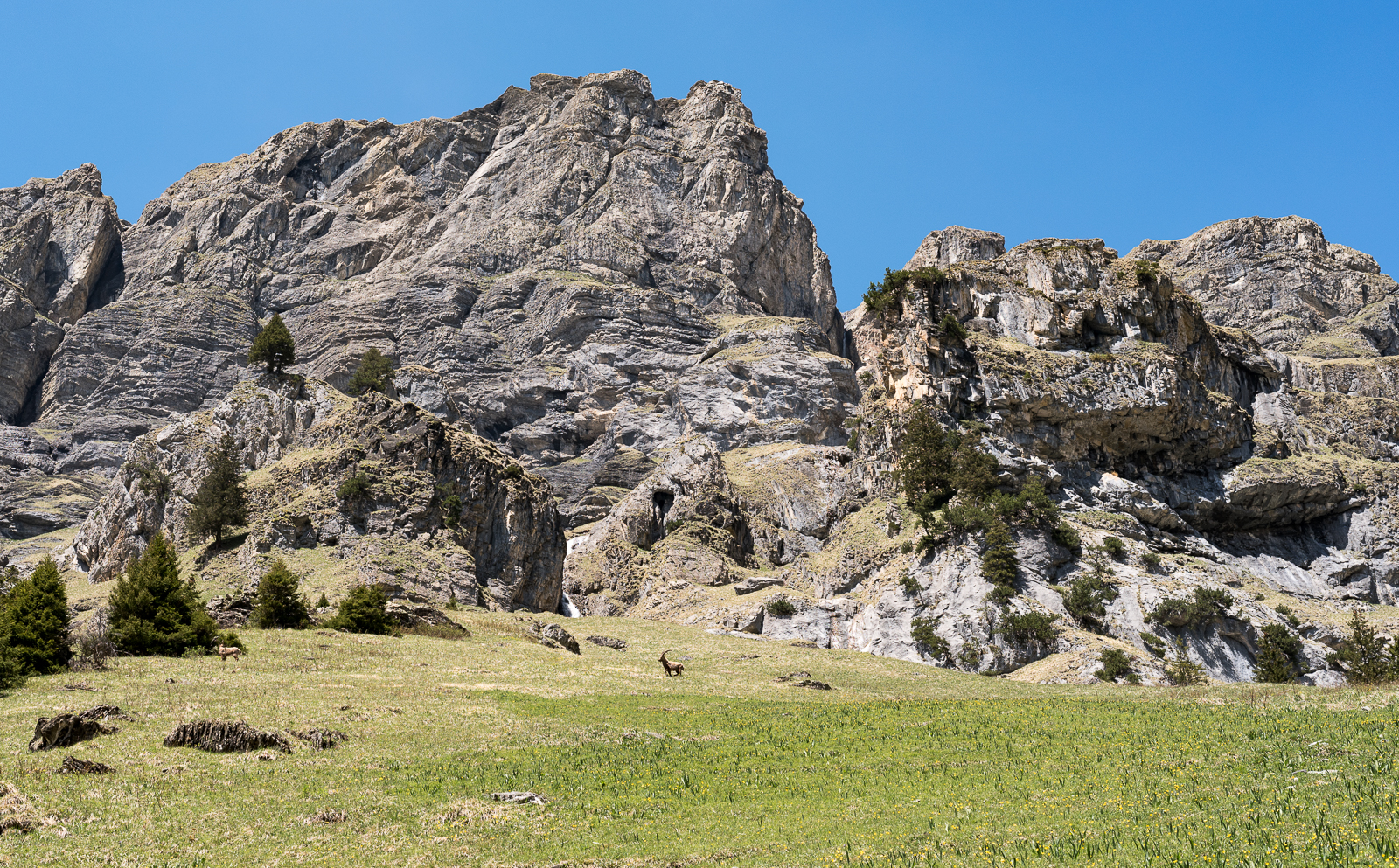 Steinböcke am Oeschinensee