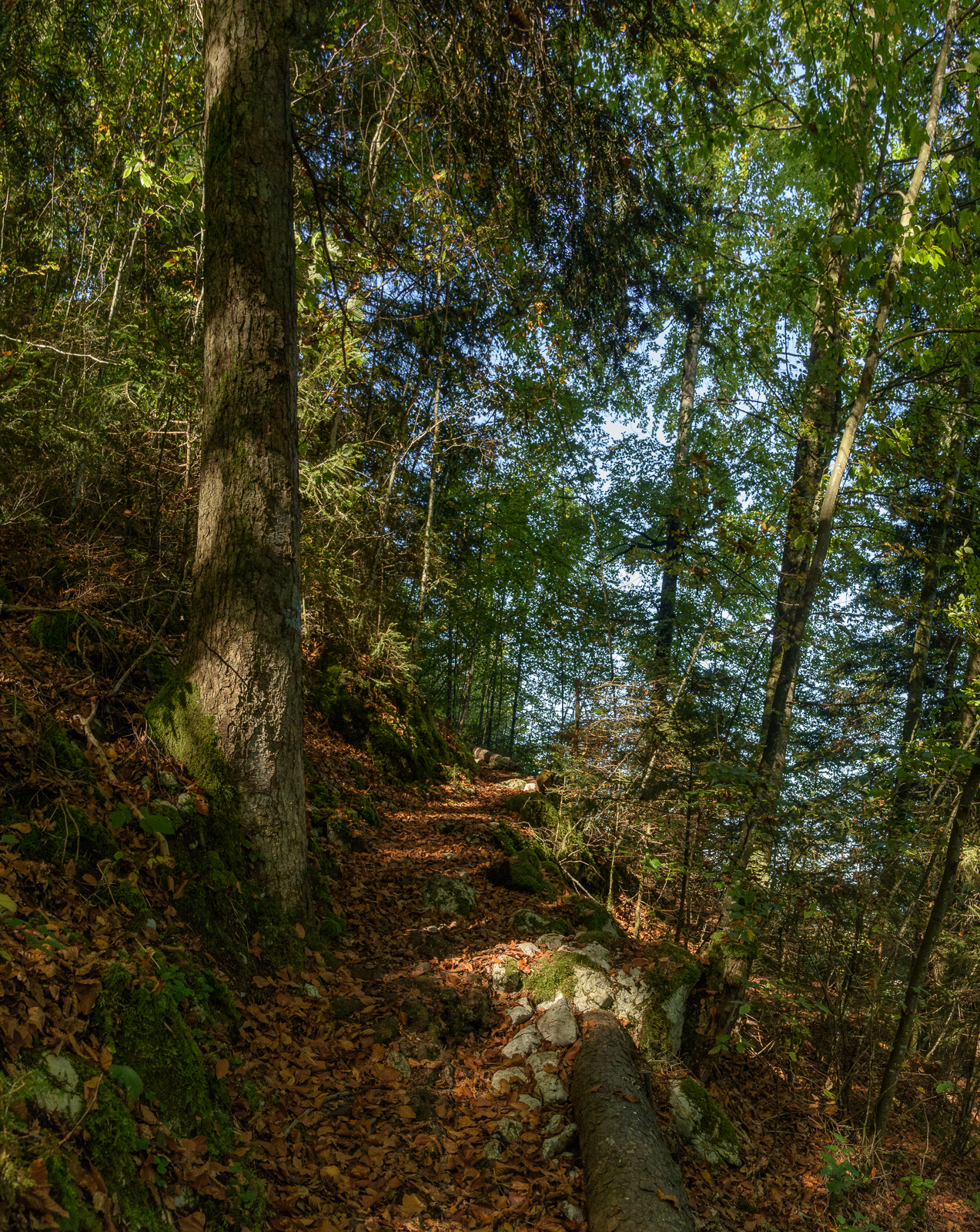 Herbstwald am Stockhorn