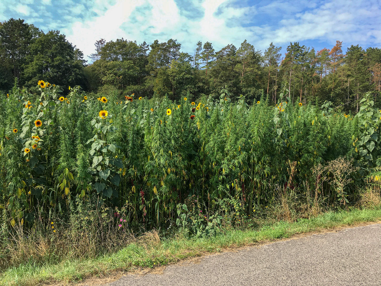 Nicht nur Sonnenblumen