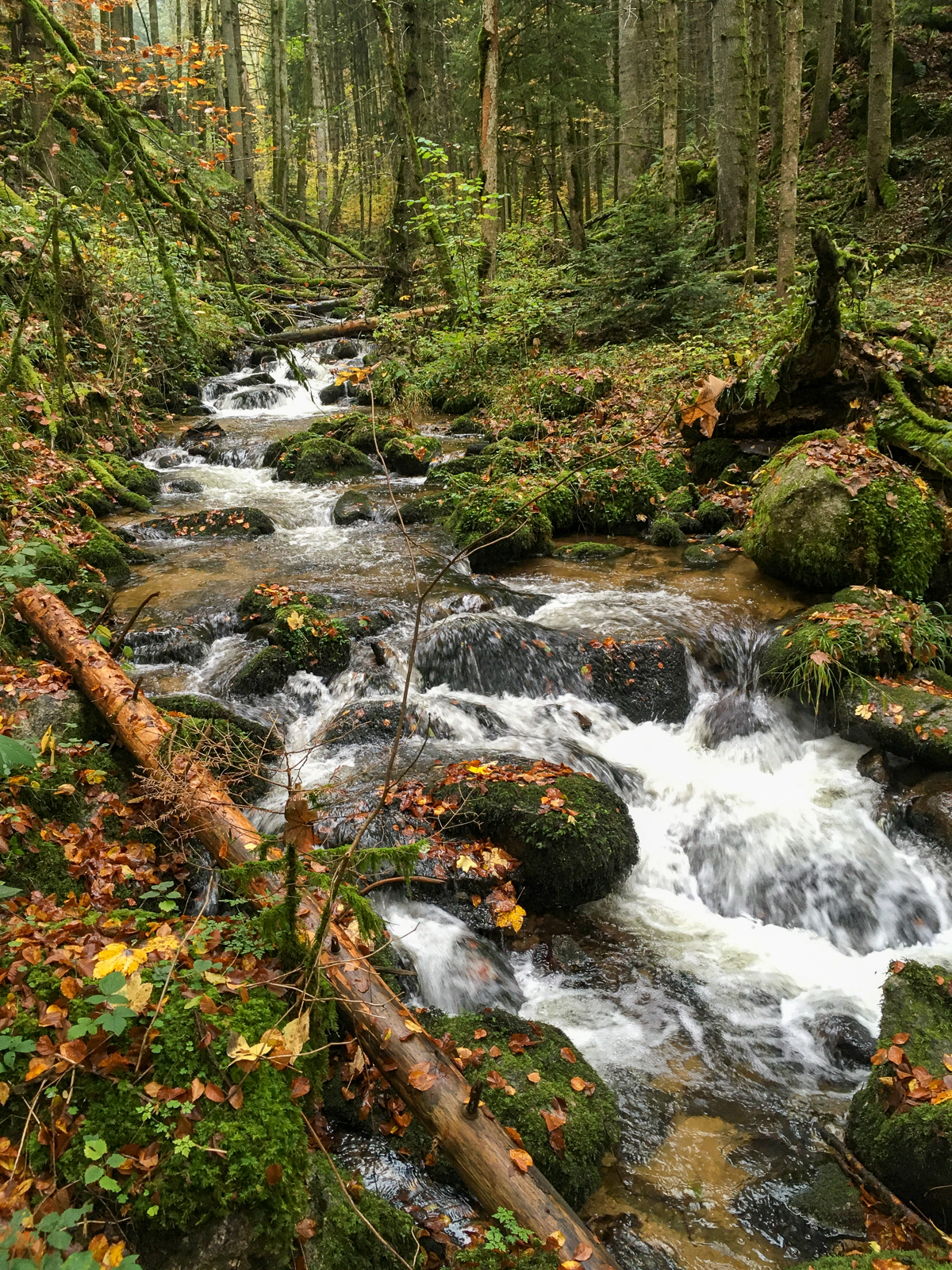 Die Alb in der Nähe von Görwihl