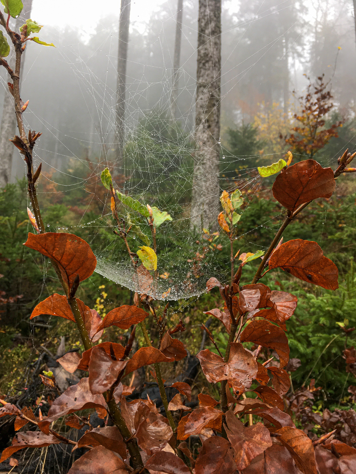 Tief im Schwarzwald