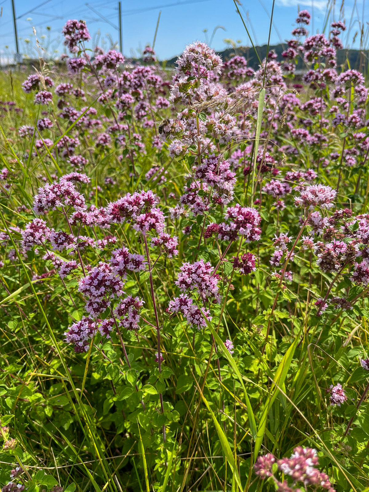 Oregano am Bahndamm