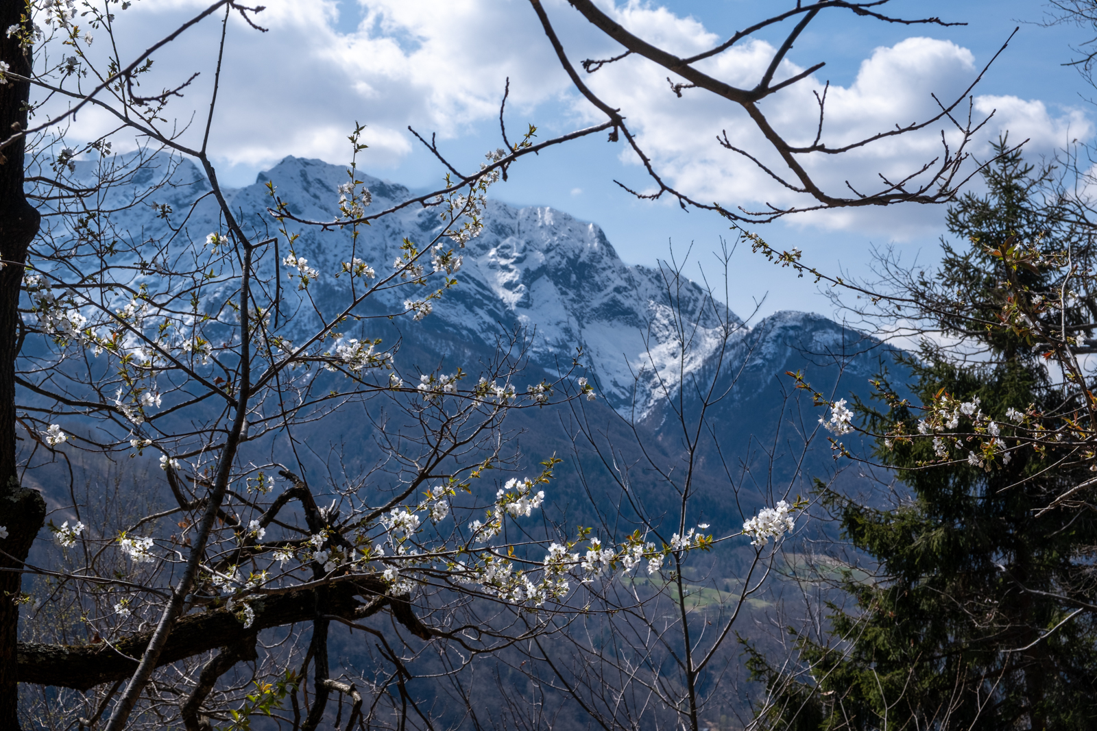 Kirschblüte