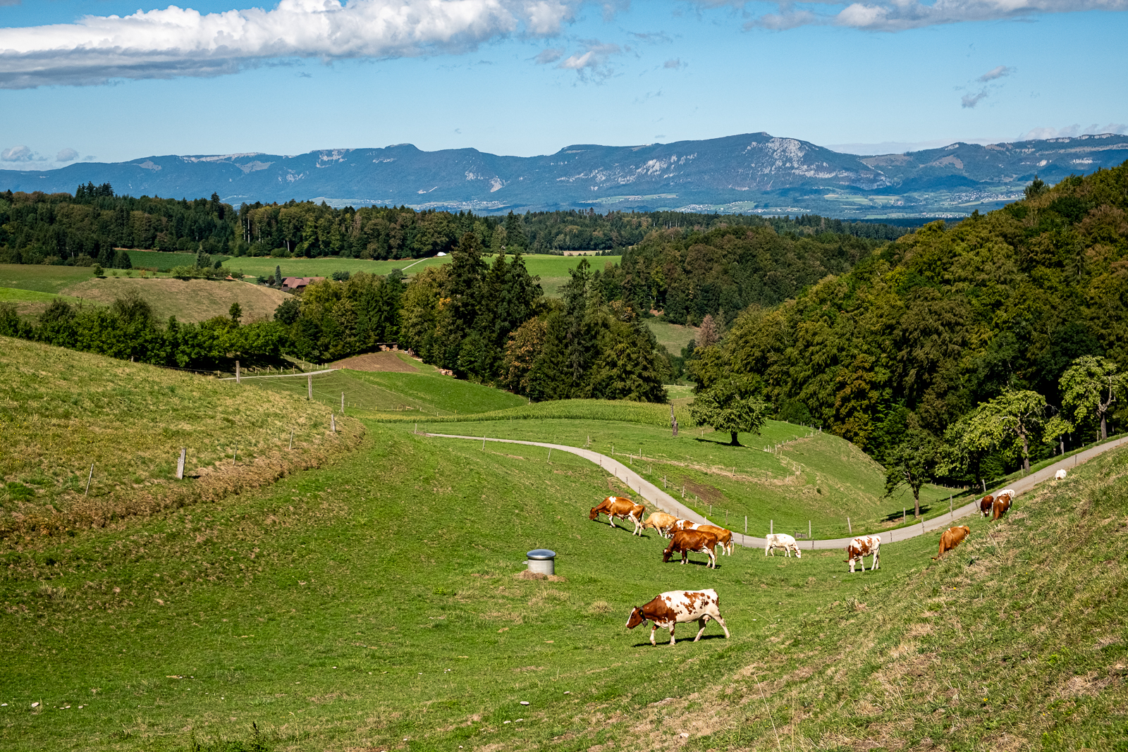 Kühe im Emmental